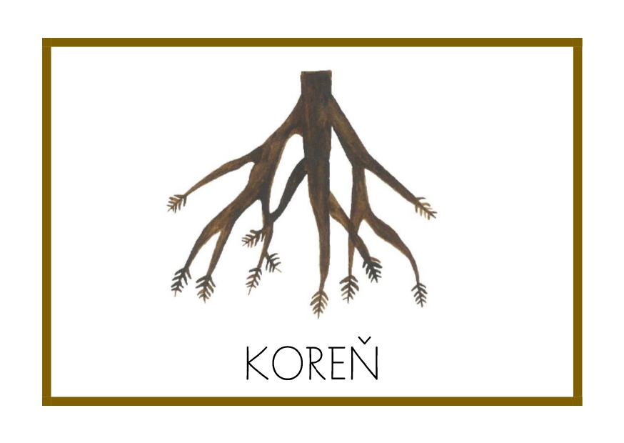 KOREN_kniha