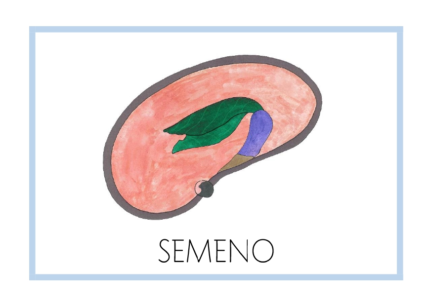 SEMENO_kniha