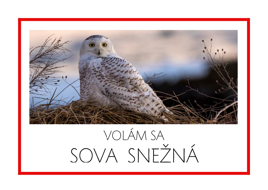 _SF_EU09_VOLAM SA SOVA SNEZNA