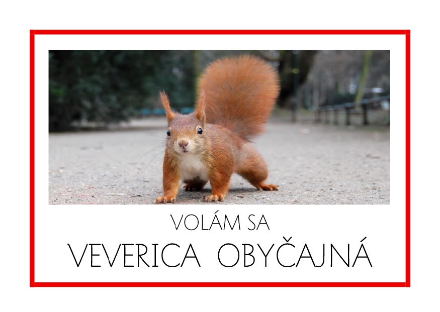 _SF_EU10_VOLAM SA VEVERICA OBYCAJNA