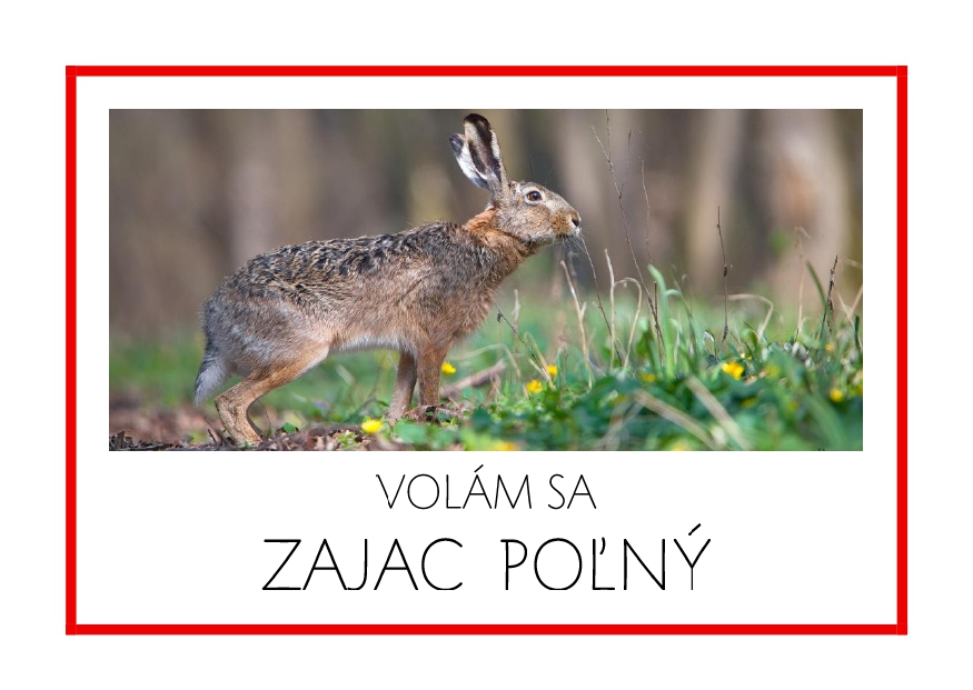 _SF_EU12_VOLAM SA ZAJAC POLNY