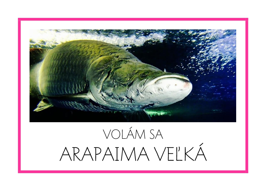 _SF_JA02_VOLAM SA ARAPAIMA VELKA