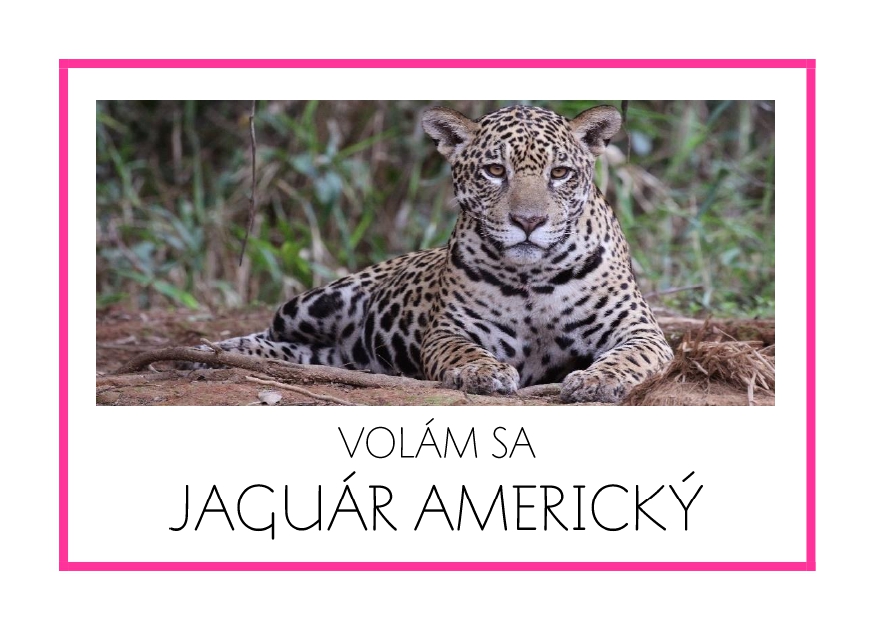 _SF_JA03_VOLAM SA JAGUAR AMERICKY