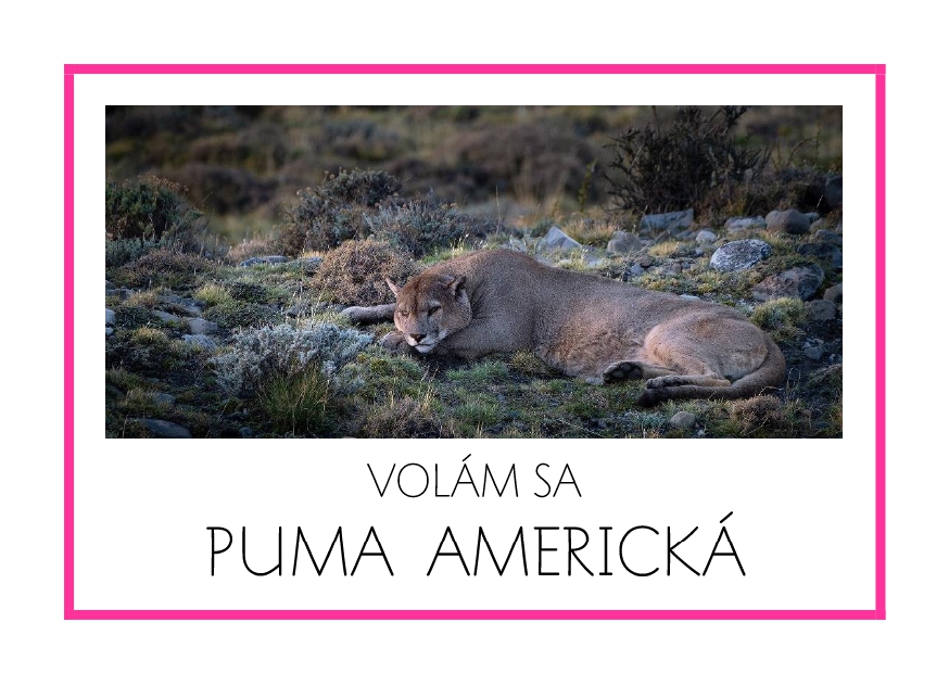 _SF_JA11_VOLAM SA PUMA AMERICKA
