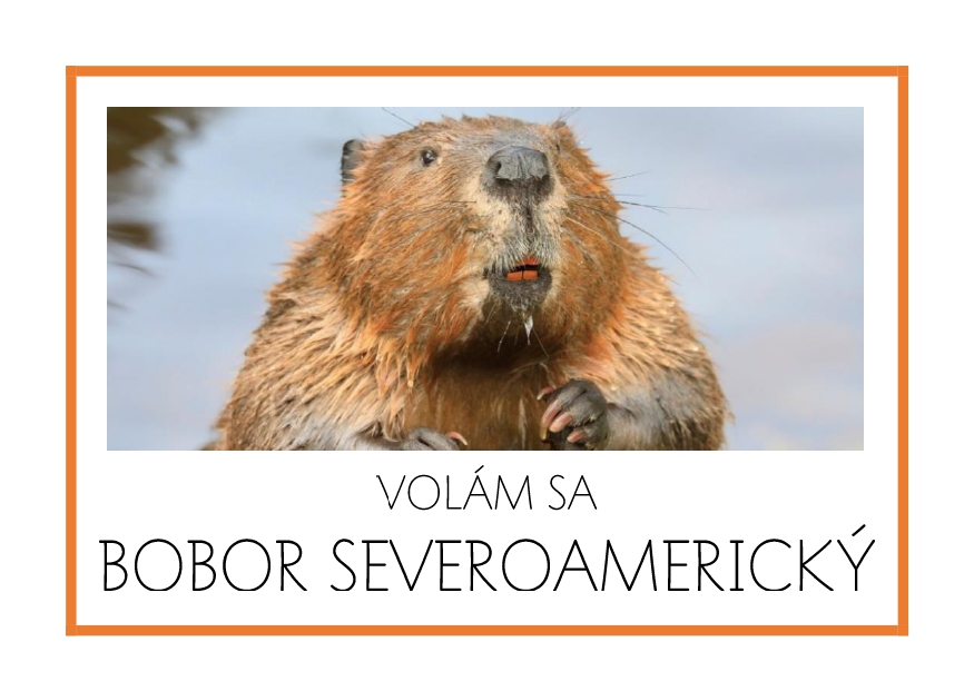 _SF_SA02_VOLAM SA BOBOR SEVEROAMERICKY