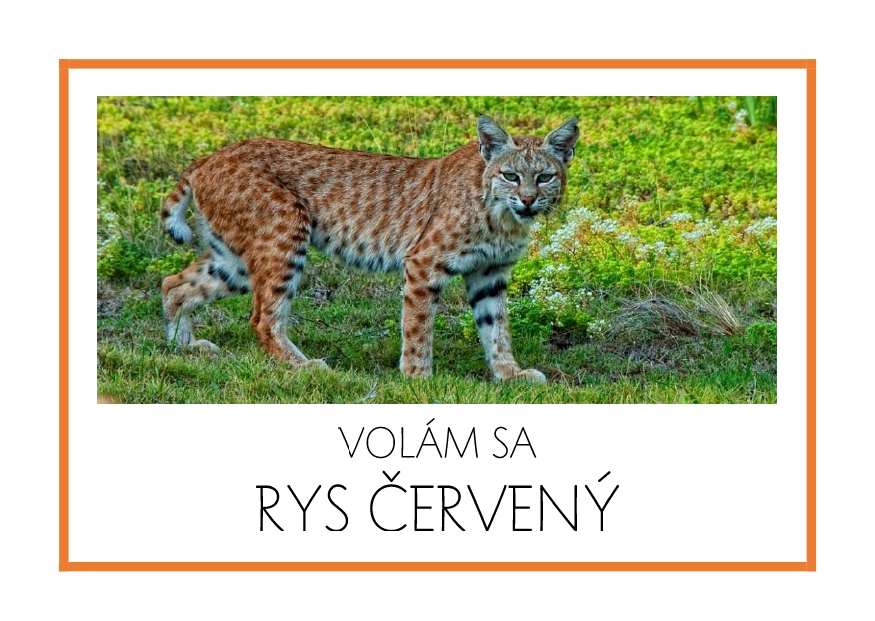 _SF_SA10_VOLAM SA RYS CERVENY